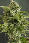 Auto Euphoria