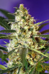 Auto Fast Bud