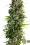 Auto Hindu Kush