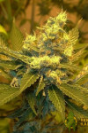 Auto Jack Herer