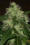 Auto Lemon Skunk