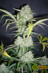 Auto Northern Light