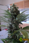 Auto OG Kush