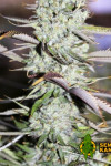 Auto Opium