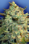 Auto Power Skunk