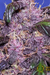 Auto Purple