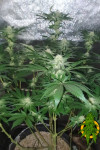 Auto Shark