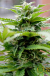 Auto Skunk