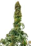 Auto Sweet Tooth