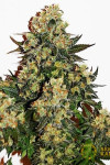 Auto Tutankhamon
