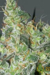 Auto White Russian