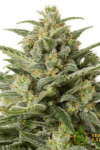 Auto White Russian XXL