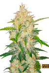 Auto Zkittlez