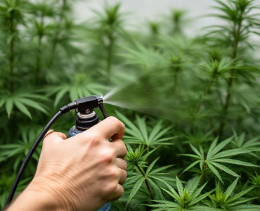 Чим обприскувати листя марихуани від шкідників? Чим обприскувати листя марихуани від шкідників?