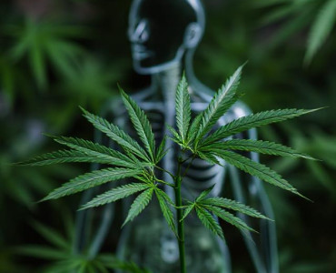 Користь марихуани для організму людини Користь марихуани для організму людини