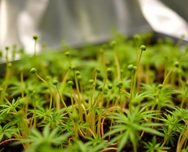 Через скільки з'являються ростки марихуани? Через скільки з'являються ростки марихуани?