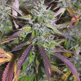 Auto Banana Blaze  Feminised (BullySeeds)