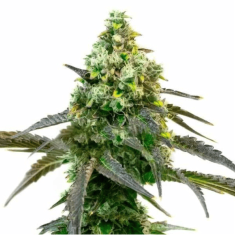 Семена конопли Auto Godfather OG Feminised (BullySeeds)