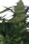 Auto Royal Queen Feminised (BullySeeds)