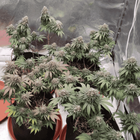 Biscotti Mintz Feminised (BullySeeds)