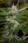 Auto Chemdawg Feminised (BullySeeds)