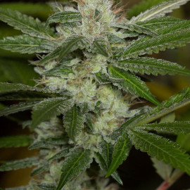 Auto Chemdawg Feminised (BullySeeds)