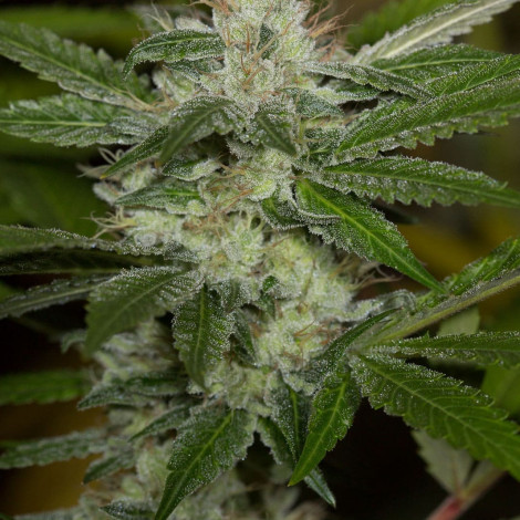 Семена конопли Chemdawg Feminised (BullySeeds)