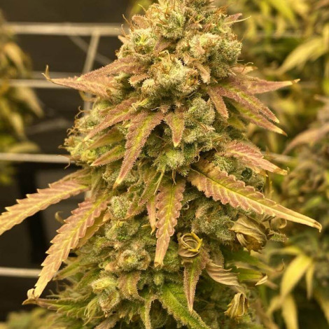 Семена конопли Skywalker Og Feminised (BullySeeds)