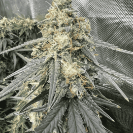 Godfather Og Feminised (BullySeeds)