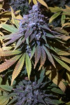 Auto Granddaddy Purple Feminised (BullySeeds)