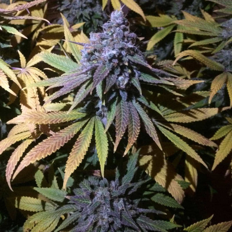 Семена конопли Auto Granddaddy Purple Feminised (BullySeeds)