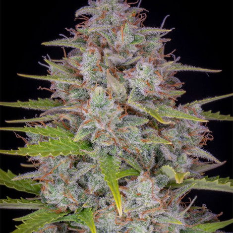 Семена конопли Auto Orange Sherbet Feminised (BullySeeds)