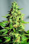 Auto Acapulco Gold Feminized (Canadian Seeds)
