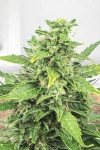 Agent Orange Feminized (Canadian Seeds)