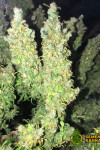 Auto Afghan Express Feminized (Canadian Seeds)