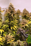 Auto Afghan Original Feminized (Canadian Seeds)