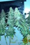 Auto Animal Cookies Feminized (Canadian Seeds)