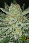 Auto Bin Laden Feminised (Canadian Seeds)