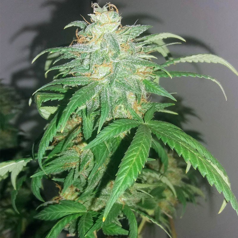 Насіння коноплі Auto Black Gold Feminized (Canadian Seeds)