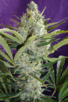 Black Widow Feminized (Canadian Seeds)