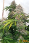 Auto Blue Diesel Feminized (Canadian Seeds)