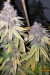 Auto Blueberry Feminized (Canadian Seeds)