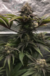 Auto Bruce Banner Feminized (Canadian Seeds) Auto Bruce Banner Feminized (Canadian Seeds)