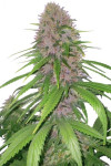 Auto California Orange Feminized (Canadian Seeds)