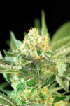 Auto Sweet Candy Feminized (Canadian Seeds)