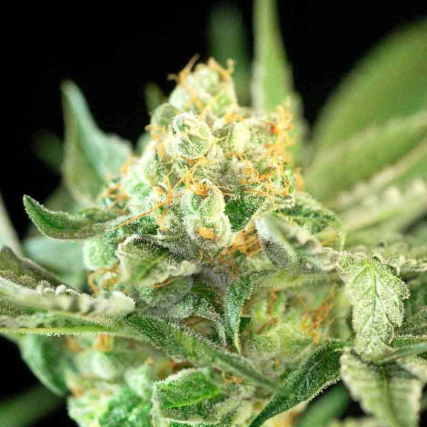 Насіння коноплі Auto Sweet Candy Feminized (Canadian Seeds)