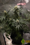 Auto Cream Feminized (Canadian Seeds)