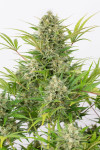 Auto Critical Cheese Feminized (Canadian Seeds)