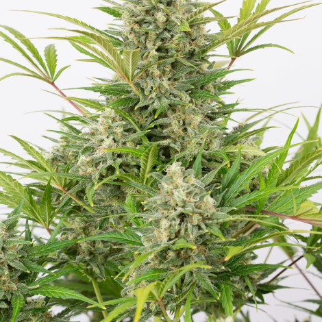 Насіння коноплі Auto Critical Cheese Feminized (Canadian Seeds)