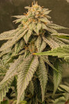 Auto Crystal Widow Feminized (Canadian Seeds)